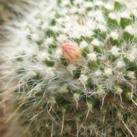 ハオルチア,多肉植物,観葉植物,塊根植物,サボテン科の画像