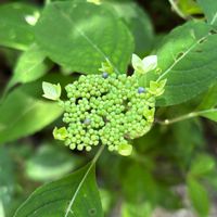 アジサイ,ツルアジサイ,シチダンカ,ヤマアジサイ,今日のお花の画像
