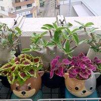 コリウス,お花,斑入り見つけ隊♪,ベランダの画像