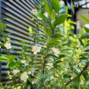 銀梅花,ギンバイカ(マートル),ハーブ,鉢植え,いい香りの画像