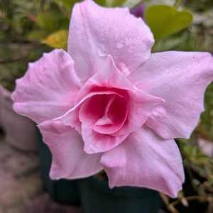 鉢植え,小さな庭の画像