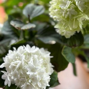 紫陽花 アジサイ あじさい,今日のお花,自宅の庭,窓辺の画像
