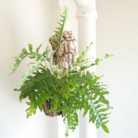 シダ,レカノプテリス　　バルゴイ,観葉植物,シダ植物,グリーンインテリアの画像