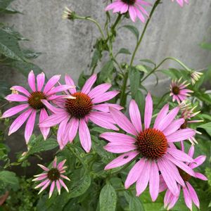 エキナセア,エキナセア,鉢植え,地植え,ネコ好きの画像