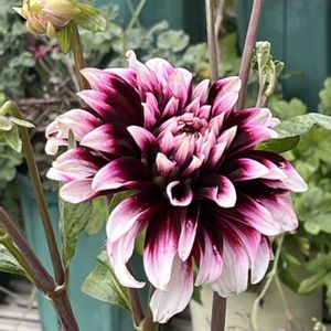 ダリア,鉢植え,ネコ好き,花のある暮らし,大輪のダリアの画像