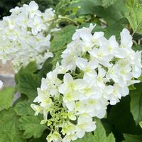 スモークツリー,紫陽花,庭の画像