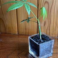 パキラ・グラブラ,観葉植物,ハイドロカルチャー,玄関内側の画像
