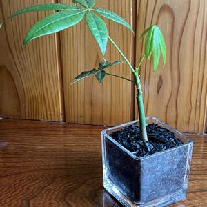 パキラ,パキラ・グラブラ,観葉植物,ハイドロカルチャー,玄関内側の画像