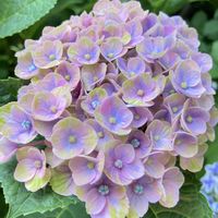 茶傘,クーペリー,牡丹玉,紫陽花 マジカル コーラル,多肉植物の画像