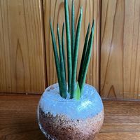 観葉植物,ハイドロカルチャー,サンセベリア　バキュラス,玄関内側の画像