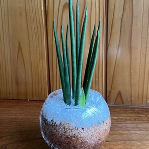 サンセベリア,観葉植物,ハイドロカルチャー,サンセベリア　バキュラス,玄関内側の画像