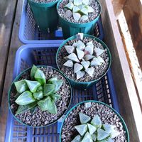 ハオルチア,多肉植物,ハオルチア属,多肉大好き,多肉植物とサボテンの画像