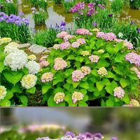 アジサイ,ハナショウブ,紫陽花,クスノキ,楠木の画像