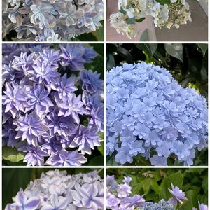 ①,③,鉢植え,紫陽花 アジサイ あじさい,スマホ撮影の画像