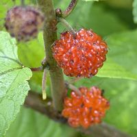 ウメ,ブルーベリー,ラズベリー,マルベリー,ヒメコウゾの画像