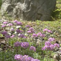 ライラック,ライラック,ツルハナガタ,ツルハナガタ,アンドロサセ サルメントーサの画像