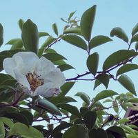 ナニワイバラ,ナニワイバラ,白い花,夏が来る,今日のお花の画像