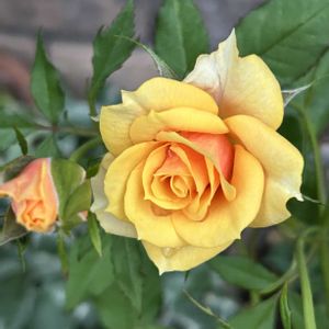 鉢植え,可愛い,バラ・ミニバラ,今日のお花,黄色のバラの画像