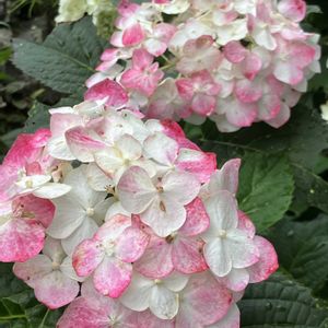アジサイ,紫陽花,オレガノ ケントビューティー,オレガノ ケントビューティー,アジサイ 天使のほっぺの画像
