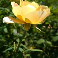 バラ,バラ,薔薇　トゥルーラブ,バラ、薔薇、ばら,バラ マリア・カラスの画像