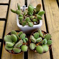 熊童子,多肉植物,挿し木にチャレンジの画像