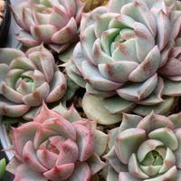 ブルーベリー,ベンバディス錦,多肉植物,葉挿し,多肉寄せ植えの画像