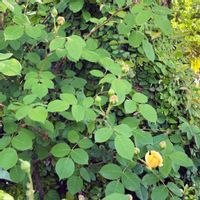 バラ,薔薇,花のある暮らし,バラを楽しむ,今日のお花の画像