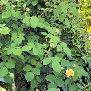 バラ,薔薇,花のある暮らし,バラを楽しむ,今日のお花の画像
