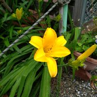 ヘメロカリス,ノカンゾウ,季節の花,お隣の庭,フェンスの画像