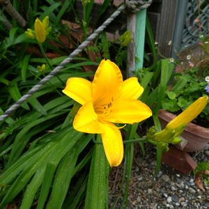 ヘメロカリス,ノカンゾウ,季節の花,お隣の庭,フェンスの画像