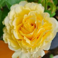 挿し木,玄関横,見切り品,綺麗〜❤️,今日のお花の画像