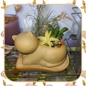 ハオルチア,ハオルチアシンビフォルミス,カランコエ属,キッチンの画像