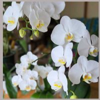 バラ,胡蝶蘭,今日のお花,繋がりに感謝✨,輝かしい未来の画像