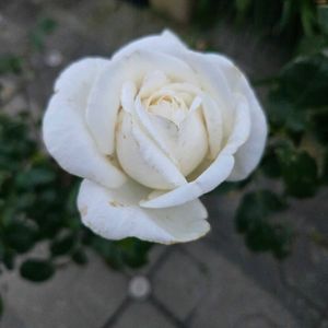 ビブラマリエ,ビブラマリエ,ビブラマリエ,ビブラマリエ,鉢植えの画像