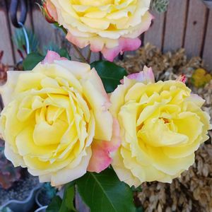 鉢植え,花のある暮らし,緑のある暮らし,今日のお花,ばら バラ 薔薇の画像