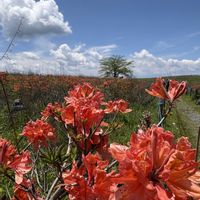 ツツジ,レンゲツツジ,花散歩,青空,癒しの時間の画像