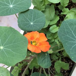 ナスタチウム,ラディッシュ,ハーブ,プランター菜園,もんハーブ園の画像