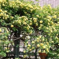 バラ,モッコウバラ,今日のお花,黄色のバラ,ばら バラ 薔薇の画像