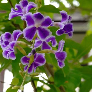 ベゴニア,孔雀サボテン,デュランタ宝塚,ベゴニアコットンフラワー,鉢植えの画像