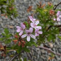 センテッドゼラニウムの画像
