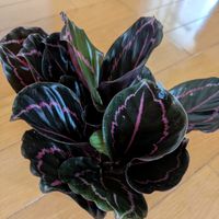 ブルーベリー,カラテア･ドッティー,可愛い❤の画像