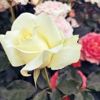 薔薇エリナ,ガーデニング,花のある暮らし,バラを楽しむ,今日のお花の画像