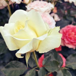 薔薇エリナ,ガーデニング,花のある暮らし,バラを楽しむ,今日のお花の画像