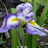 フジバカマ,花菖蒲,ユーフォルビアダイヤモンドスター,꒰ღ˘◡˘ற꒱かわゅ~,花のある暮らしの画像