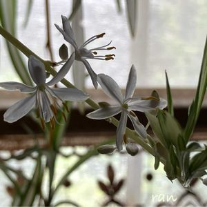 鉢植え,地植え,キッチン,小さな庭の画像