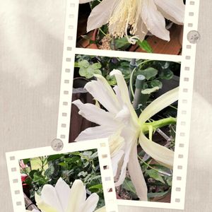 多肉植物,鉢植え,小さな庭の画像
