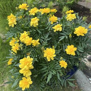 鉢植え,実家の庭,頂き物,夏の花,楽しみ〜の画像
