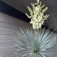 ユッカ,ユッカ ロストラータ,観葉植物,ユッカ・ロストラータ,頑張れ❗️日本の画像