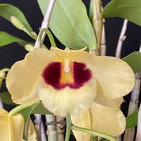 デンドロビウム,ガットン サンレイの画像