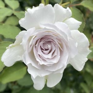 バラ  ガブリエル,鉢植え,２番花,咲きました ♪,美しい✨✨の画像
